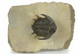 Lichid Trilobite (Akantharges) - Very Large For Species #243842-1